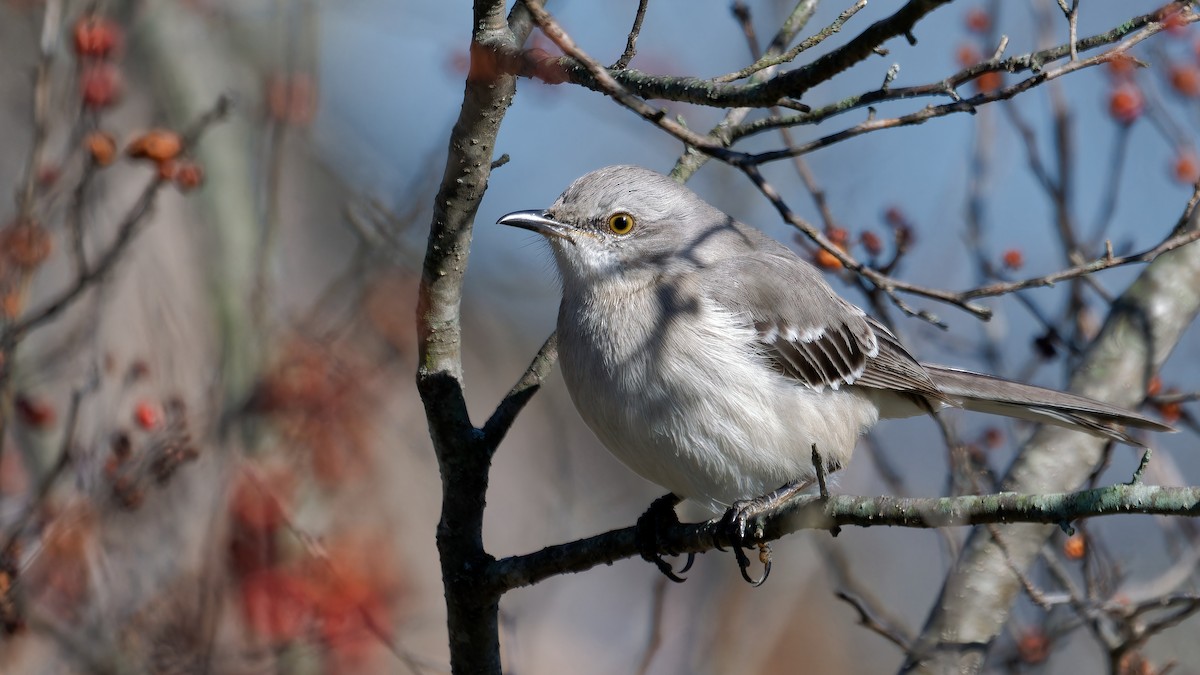 Northern Mockingbird - ML616446487