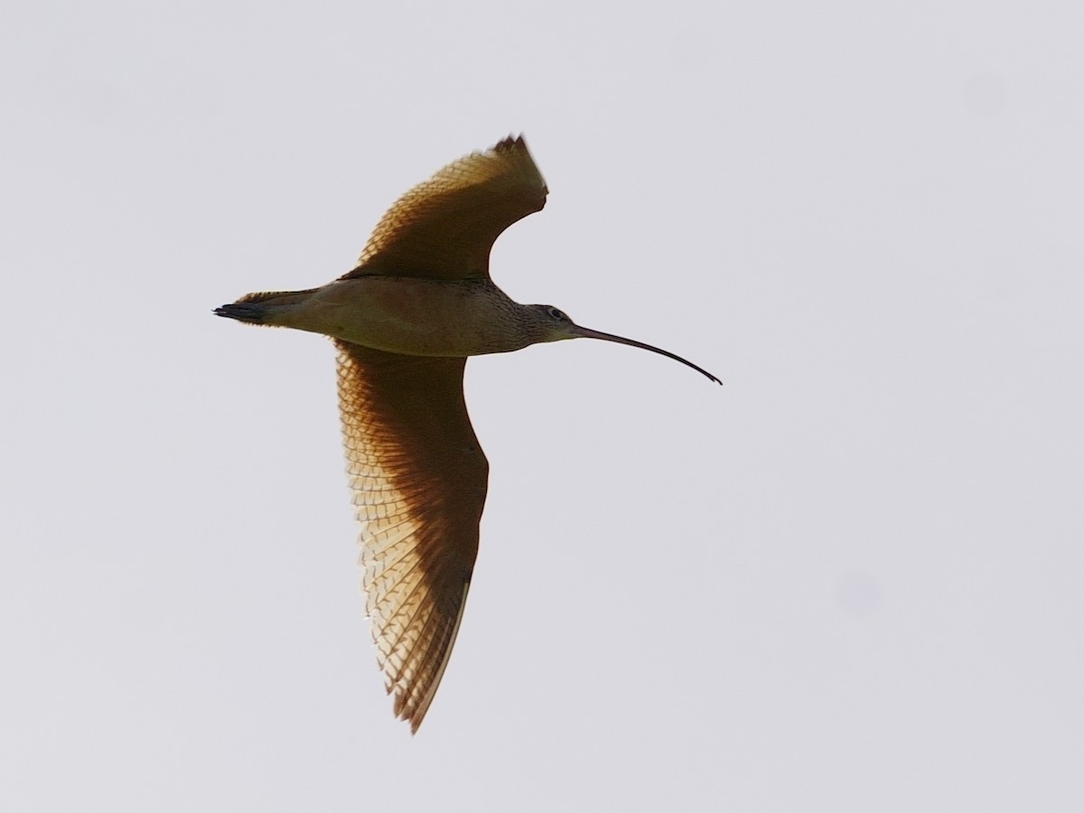 Long-billed Curlew - ML616446498