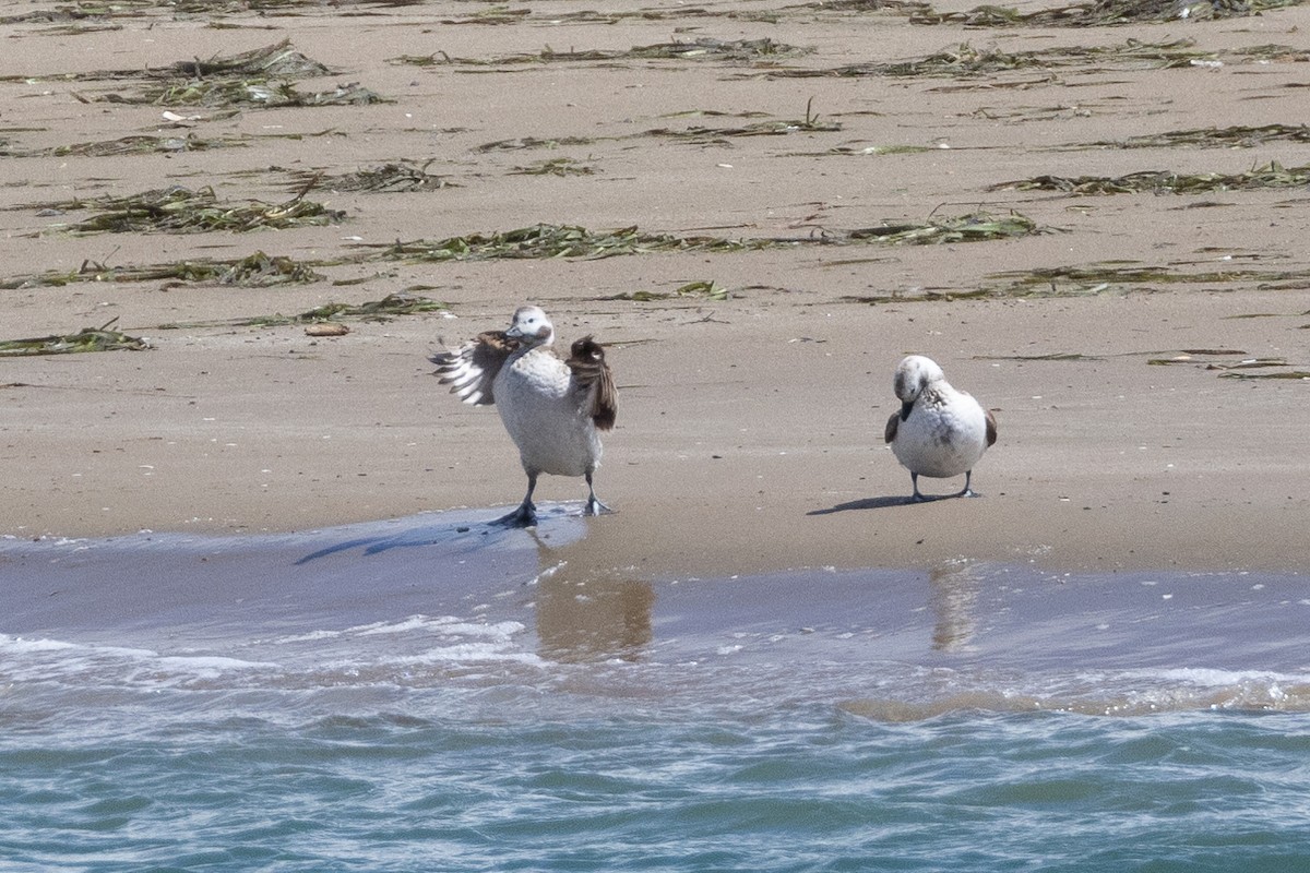 Long-tailed Duck - Will Knowlton