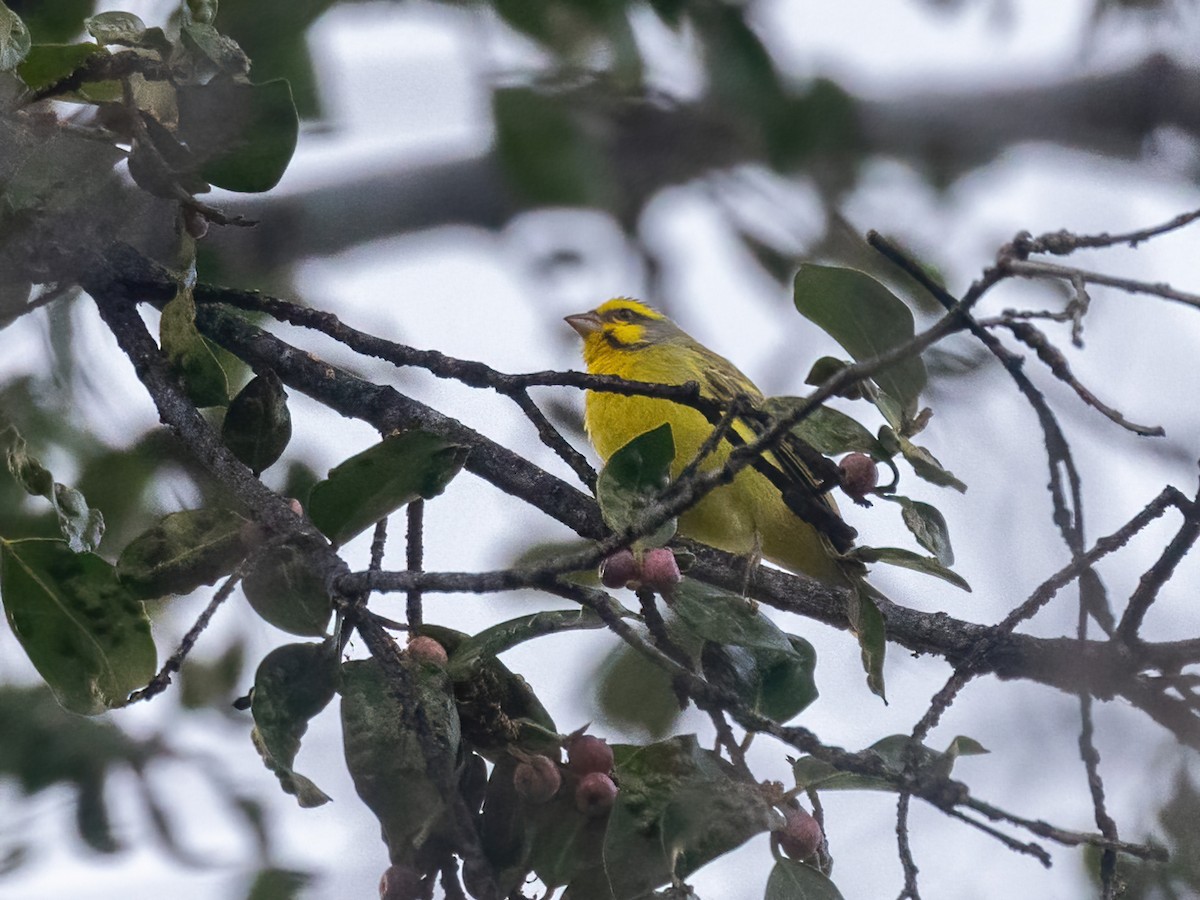 Yellow-fronted Canary - ML616446505