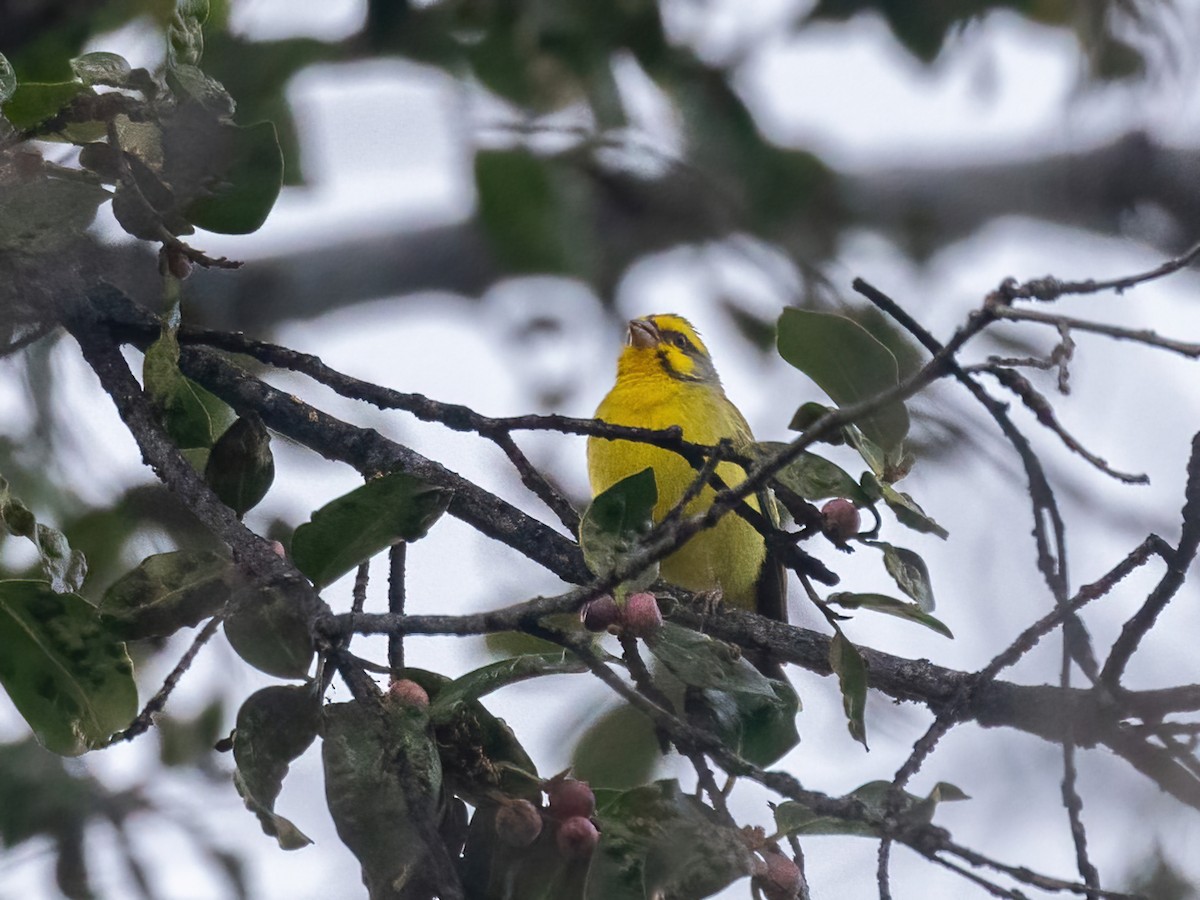 Yellow-fronted Canary - ML616446506