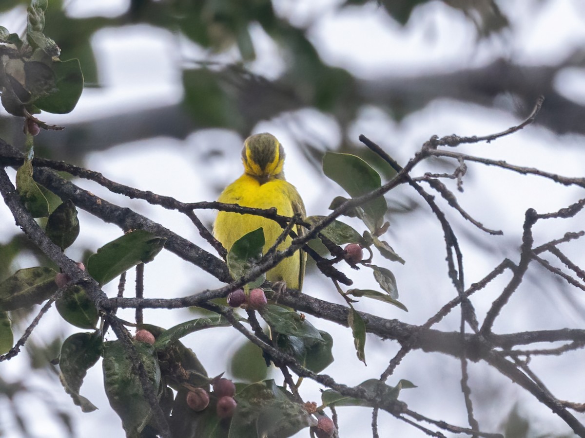 Yellow-fronted Canary - ML616446507