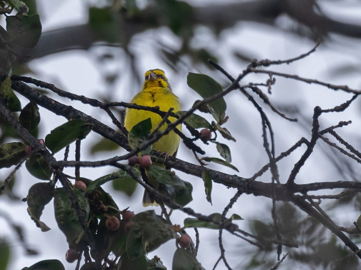 Yellow-fronted Canary - ML616446508