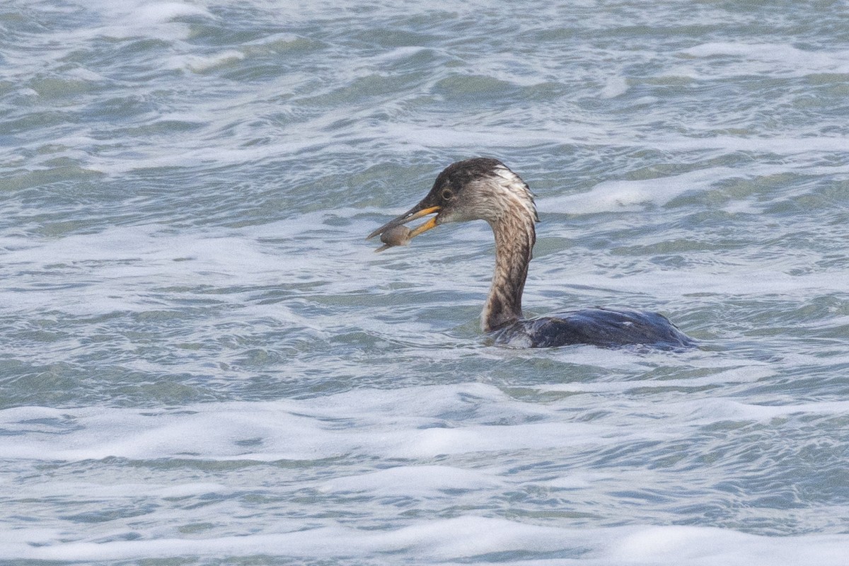 Red-necked Grebe - ML616446513