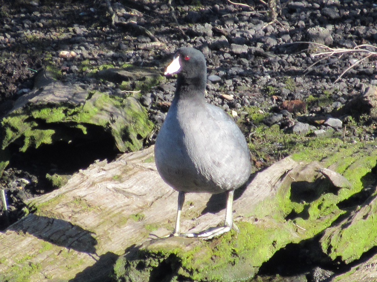 American Coot - ML616446518