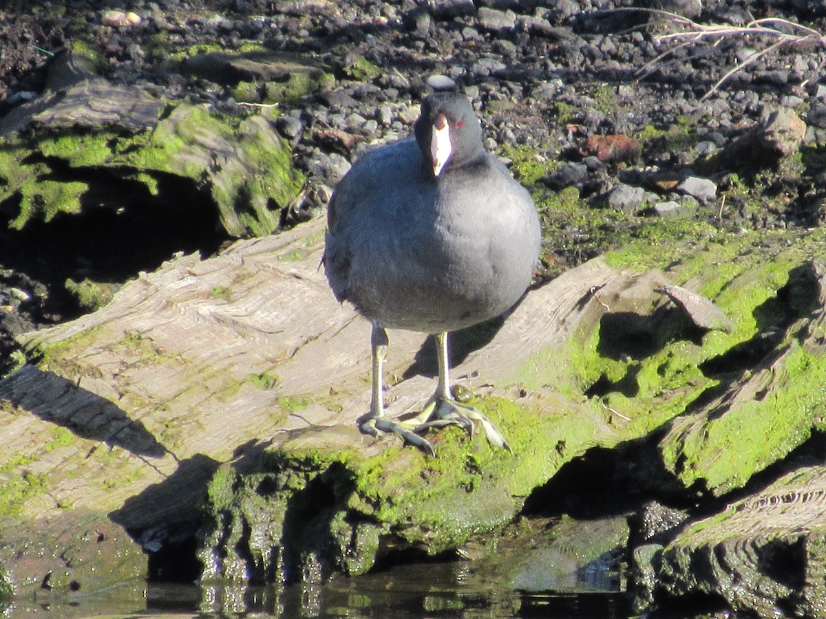 American Coot - ML616446519