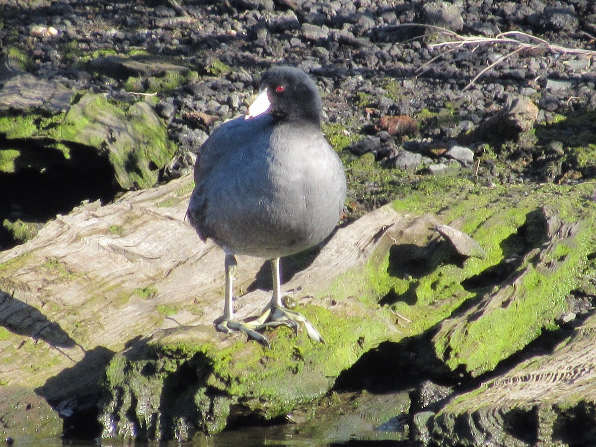 American Coot - ML616446520