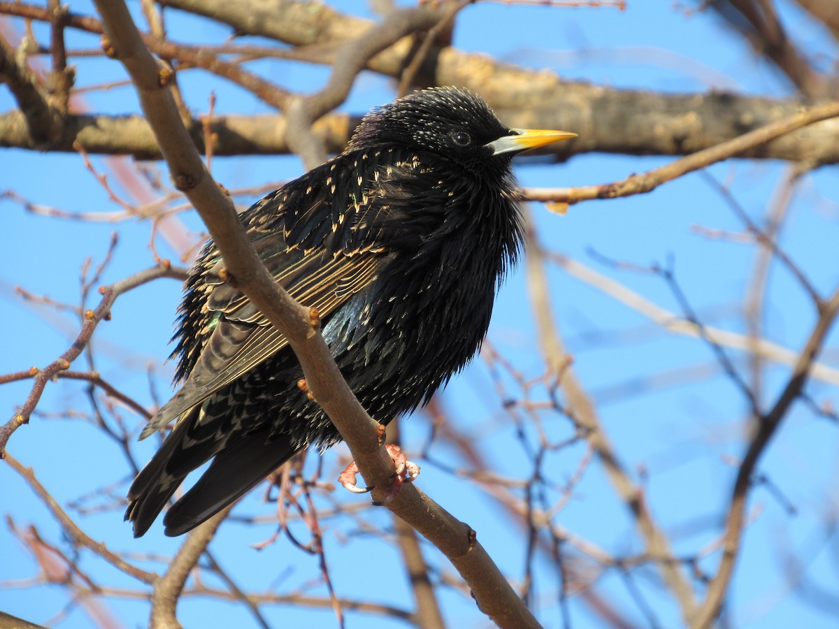 European Starling - ML616446549