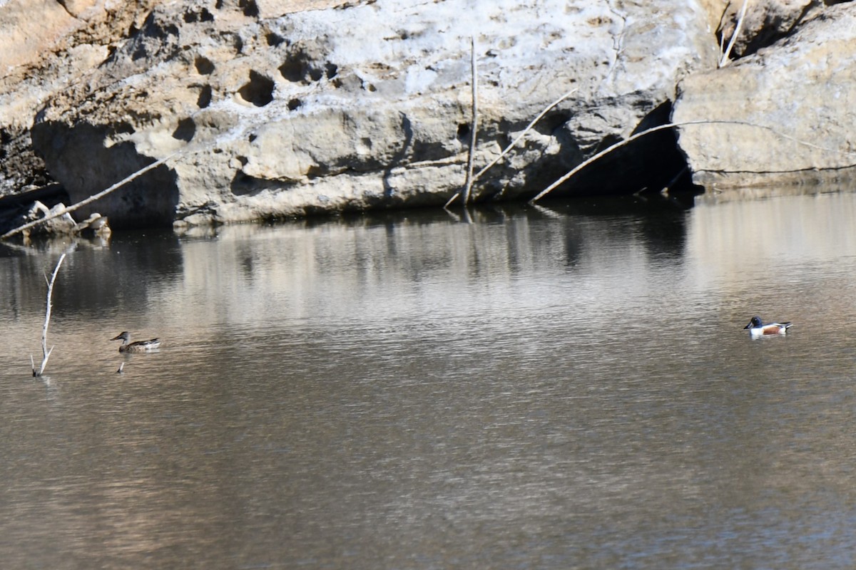 Northern Shoveler - ML616446557