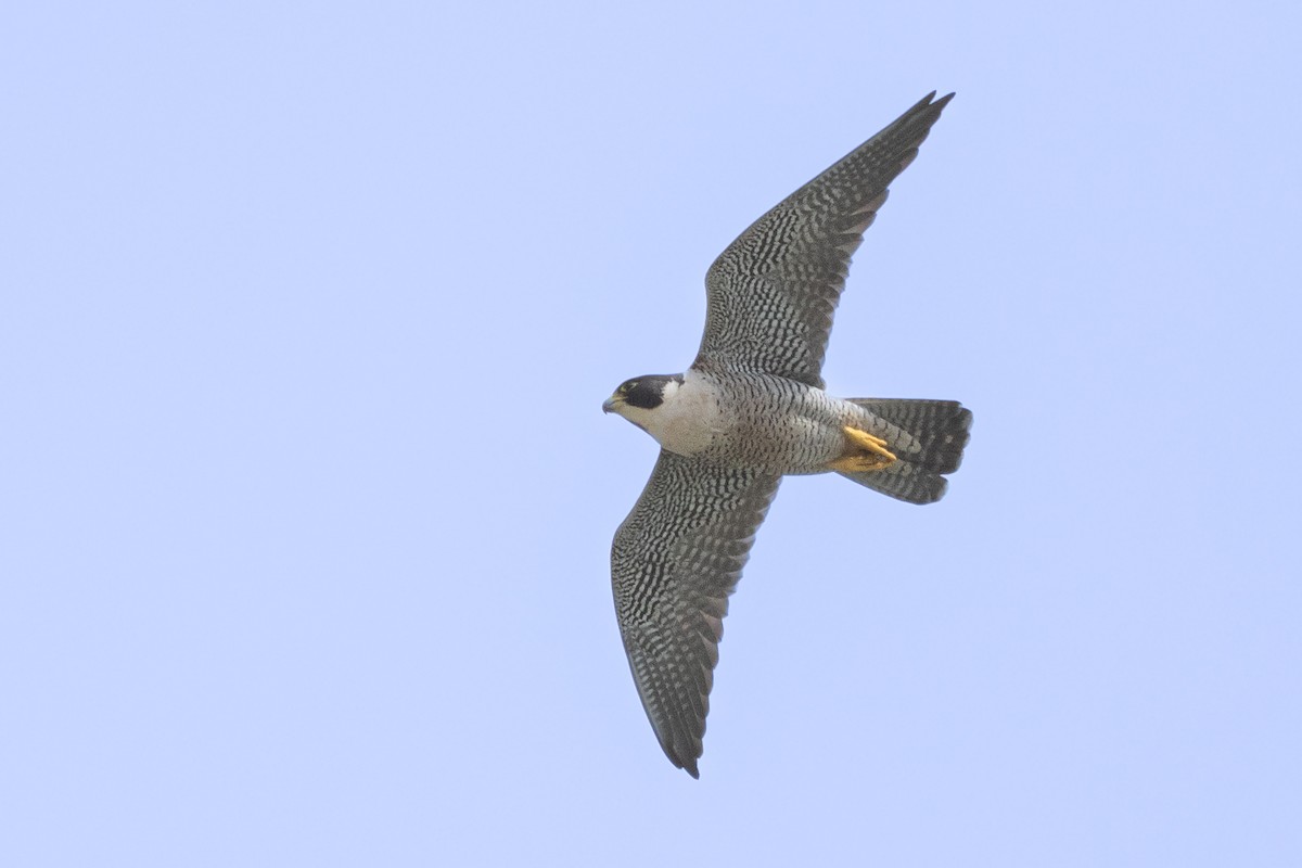 Peregrine Falcon - Will Knowlton