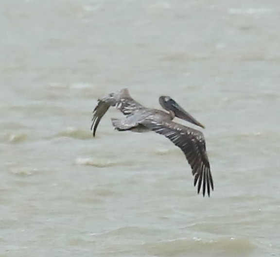 Brown Pelican - ML616446643