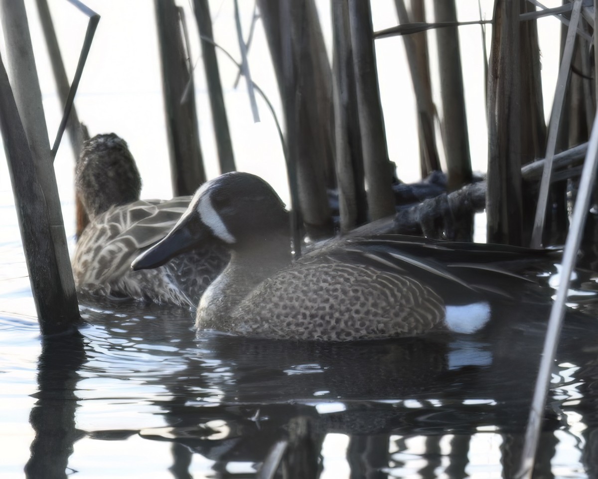 Blue-winged Teal - ML616446661