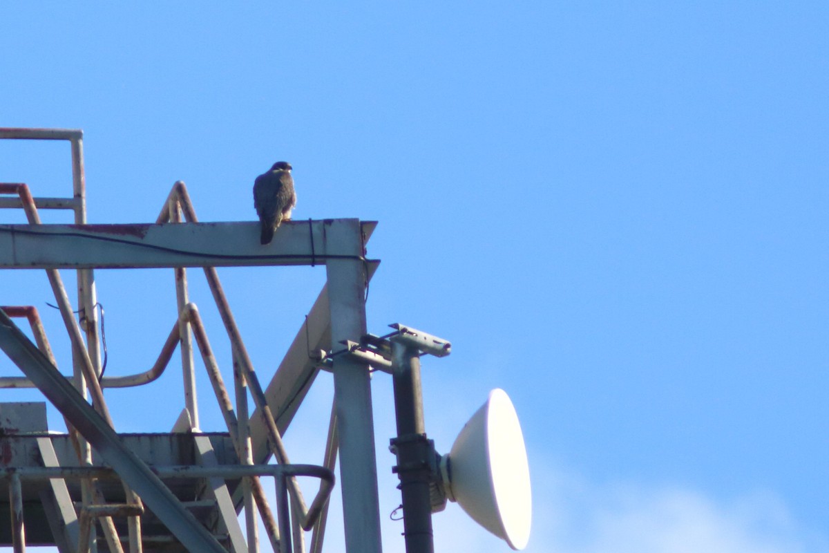 Peregrine Falcon - Alain Quenneville