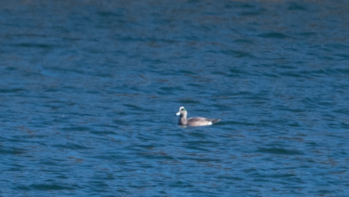 American Wigeon - ML616446669