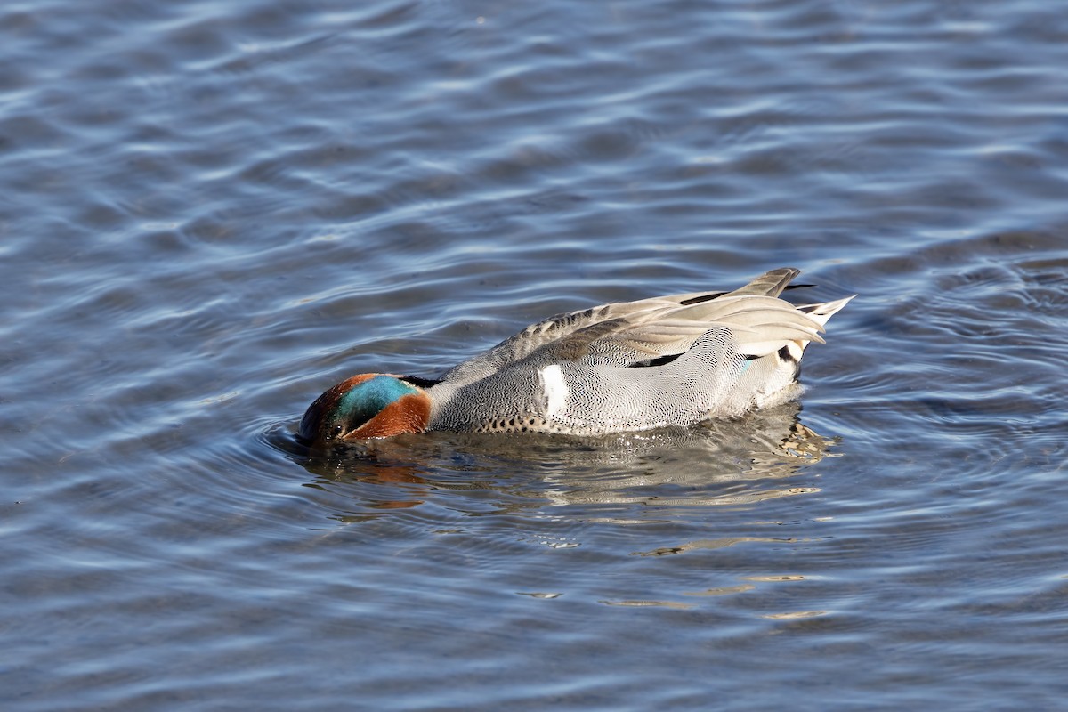 Green-winged Teal - Kalpesh Krishna