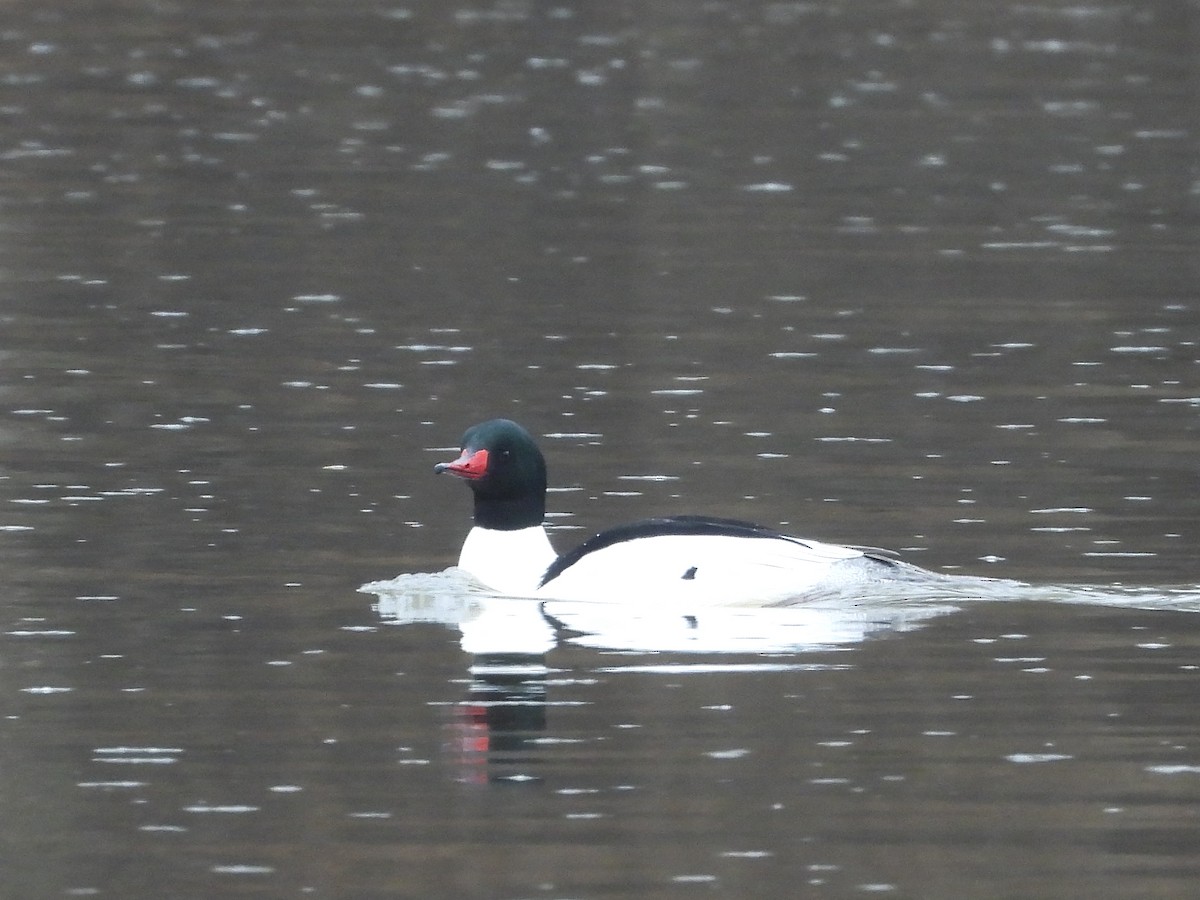 Common Merganser - ML616446683