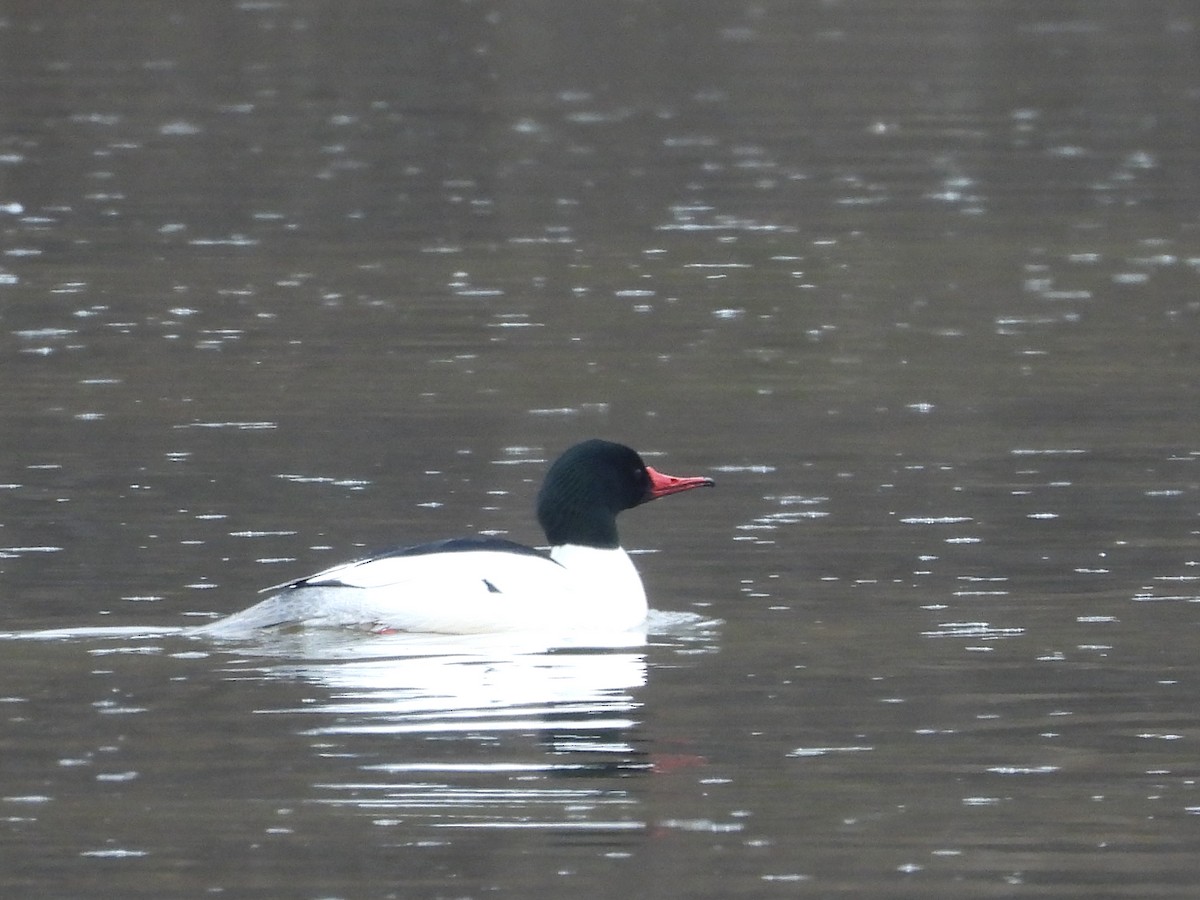 Common Merganser - Francois Bourret