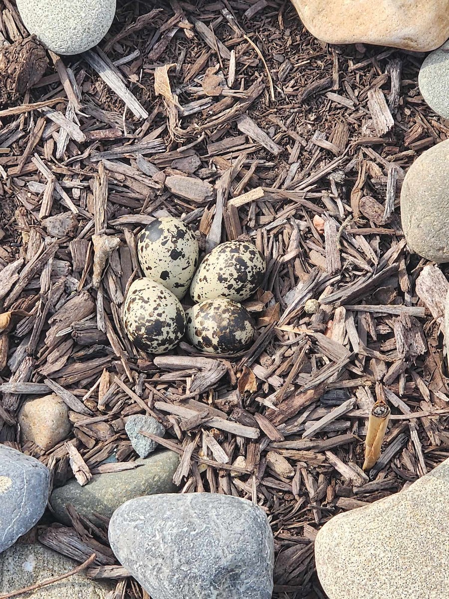 Killdeer - ML616446714