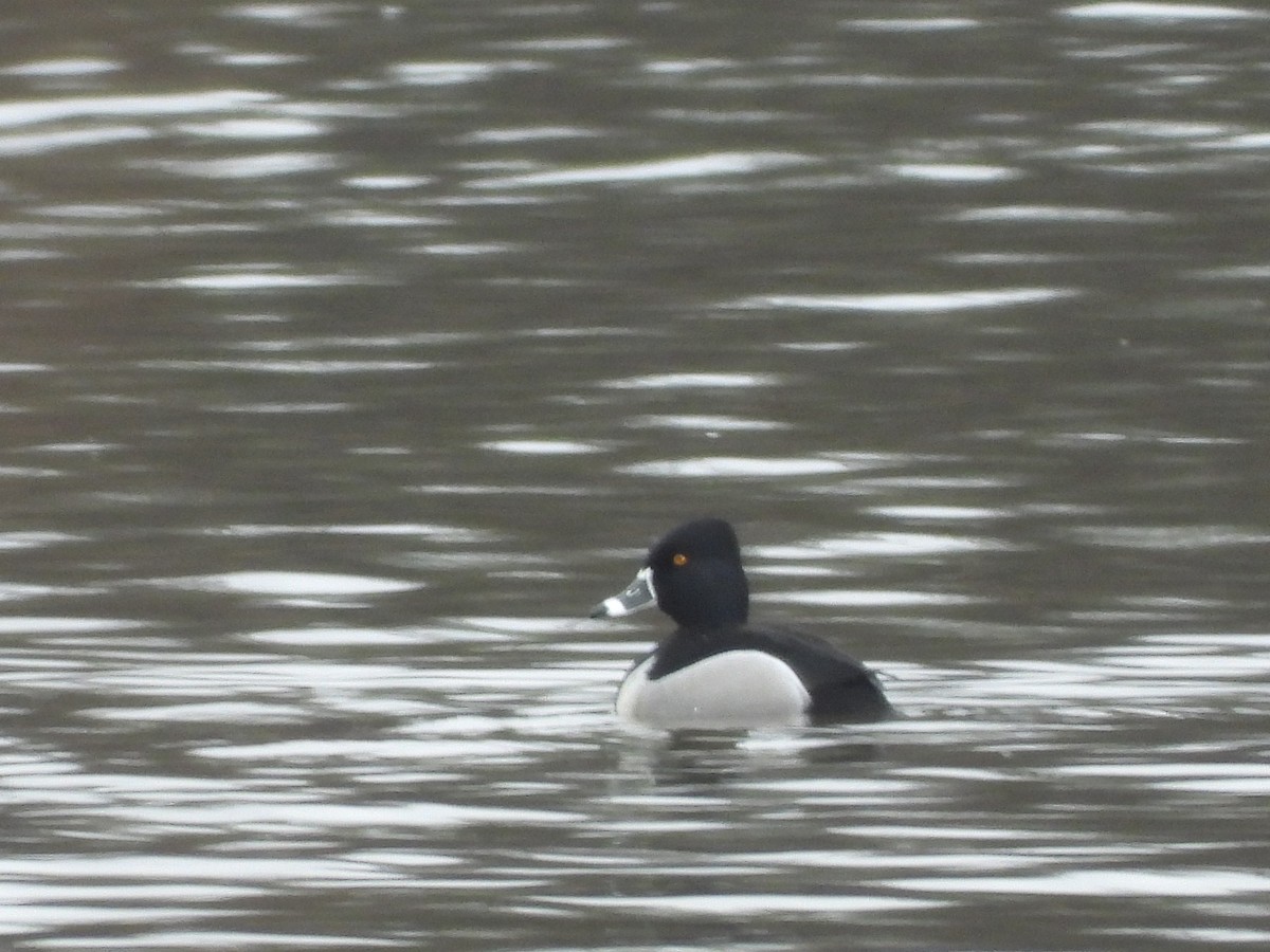 Ring-necked Duck - Francois Bourret