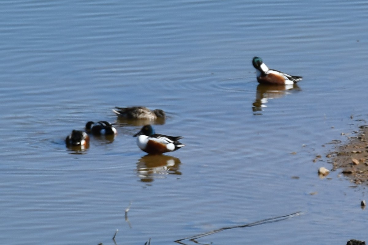 Northern Shoveler - Carmen Ricer