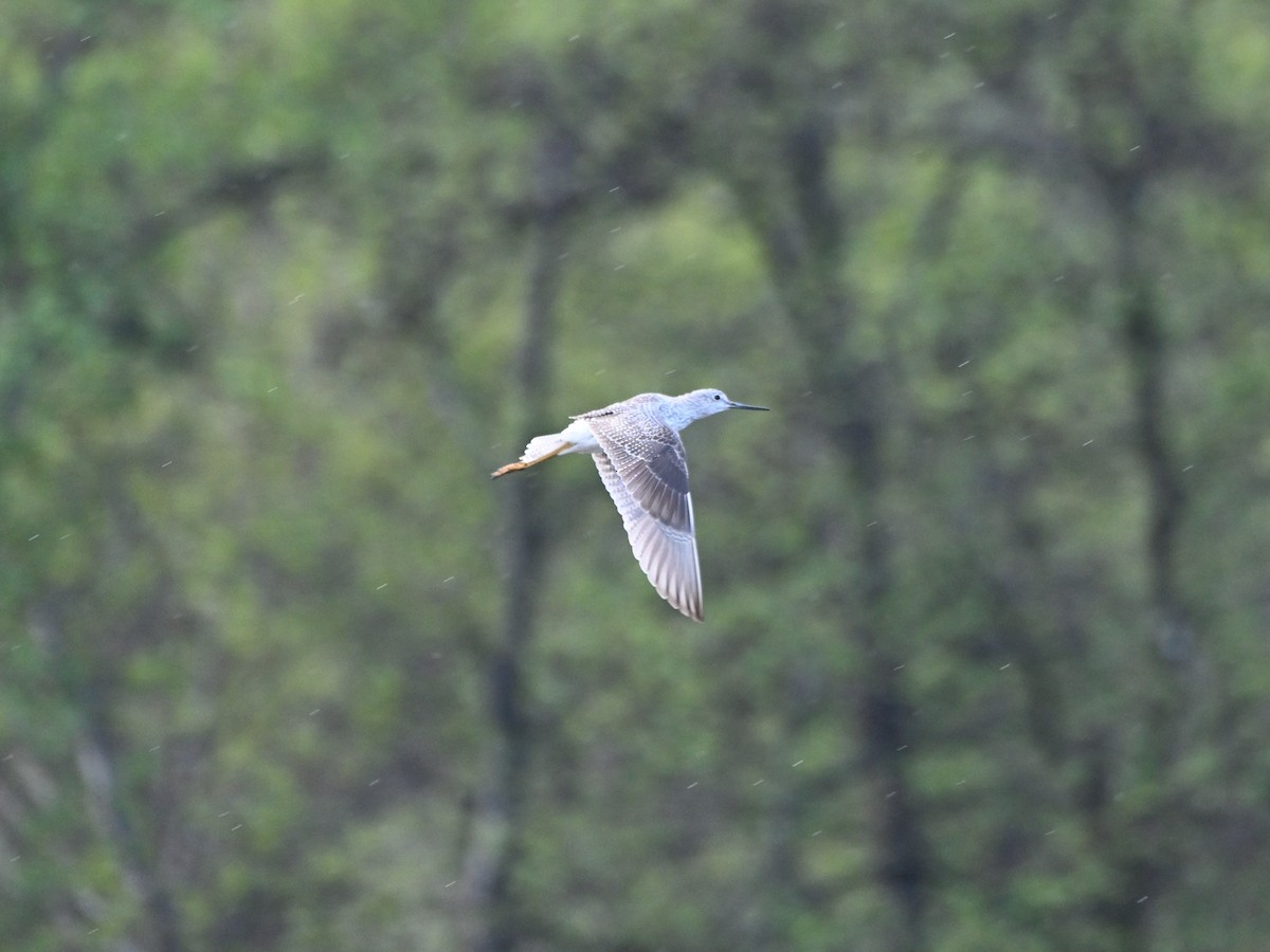 Greater Yellowlegs - ML616446795