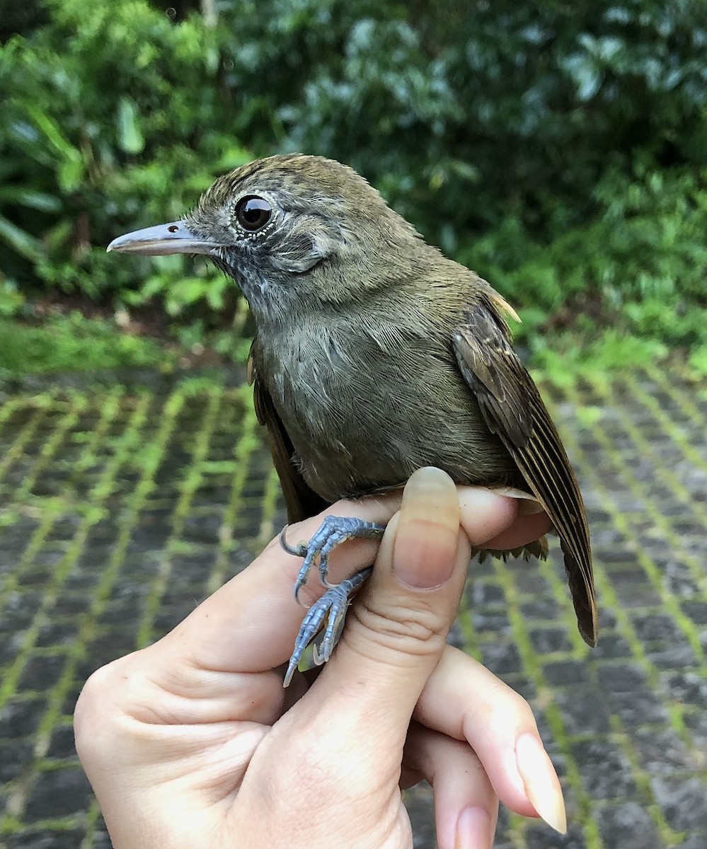 Plumbeous Antvireo - ML616446801