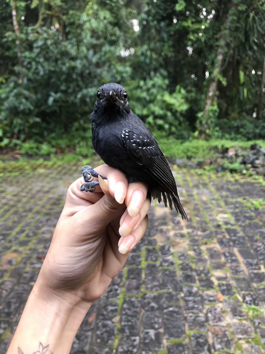 Plumbeous Antvireo - ML616446803