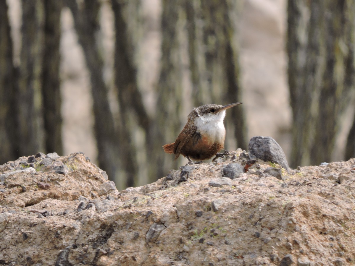 Canyon Wren - ML616446805