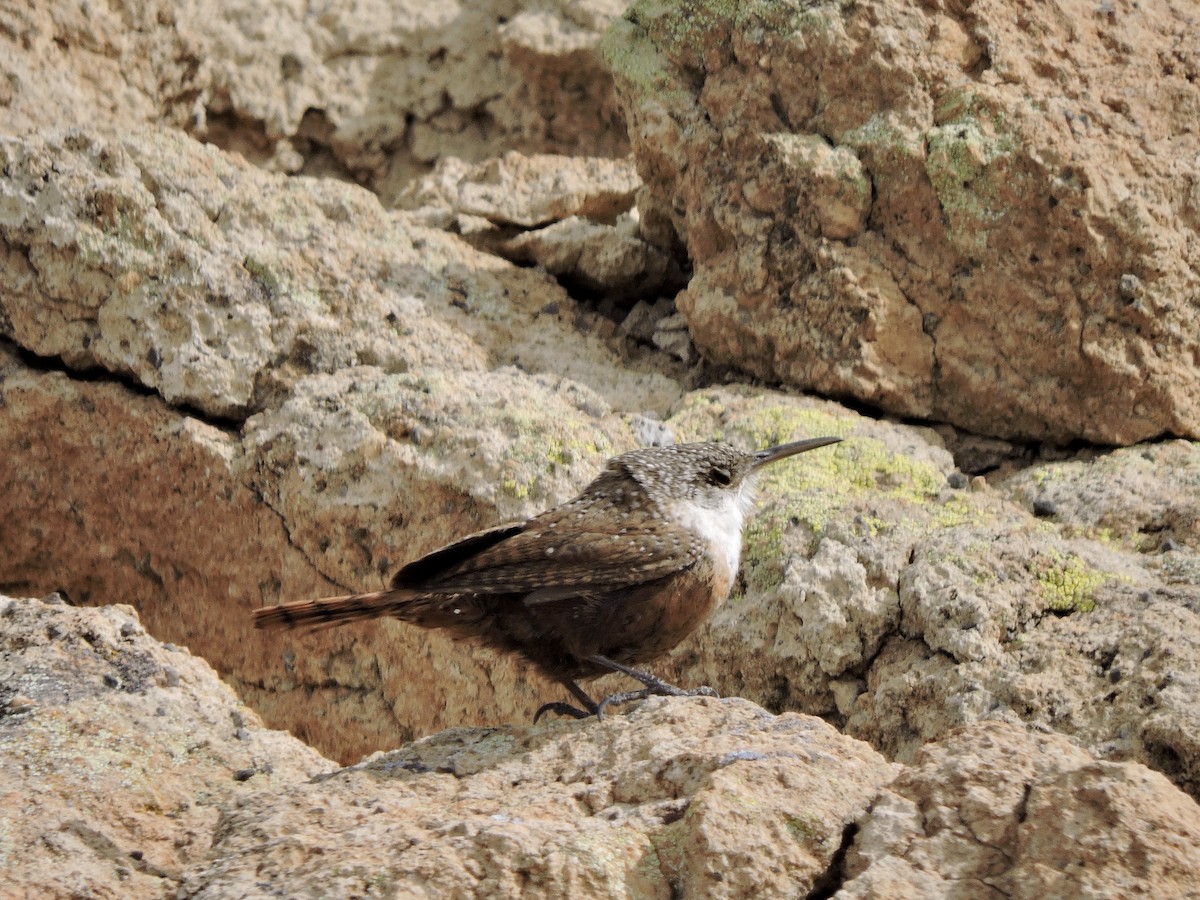 Canyon Wren - ML616446806
