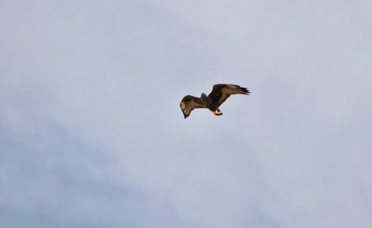 Zone-tailed Hawk - ML616446811