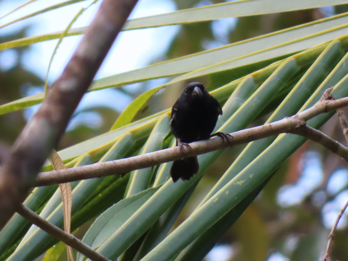 Variable Seedeater - ML616446864