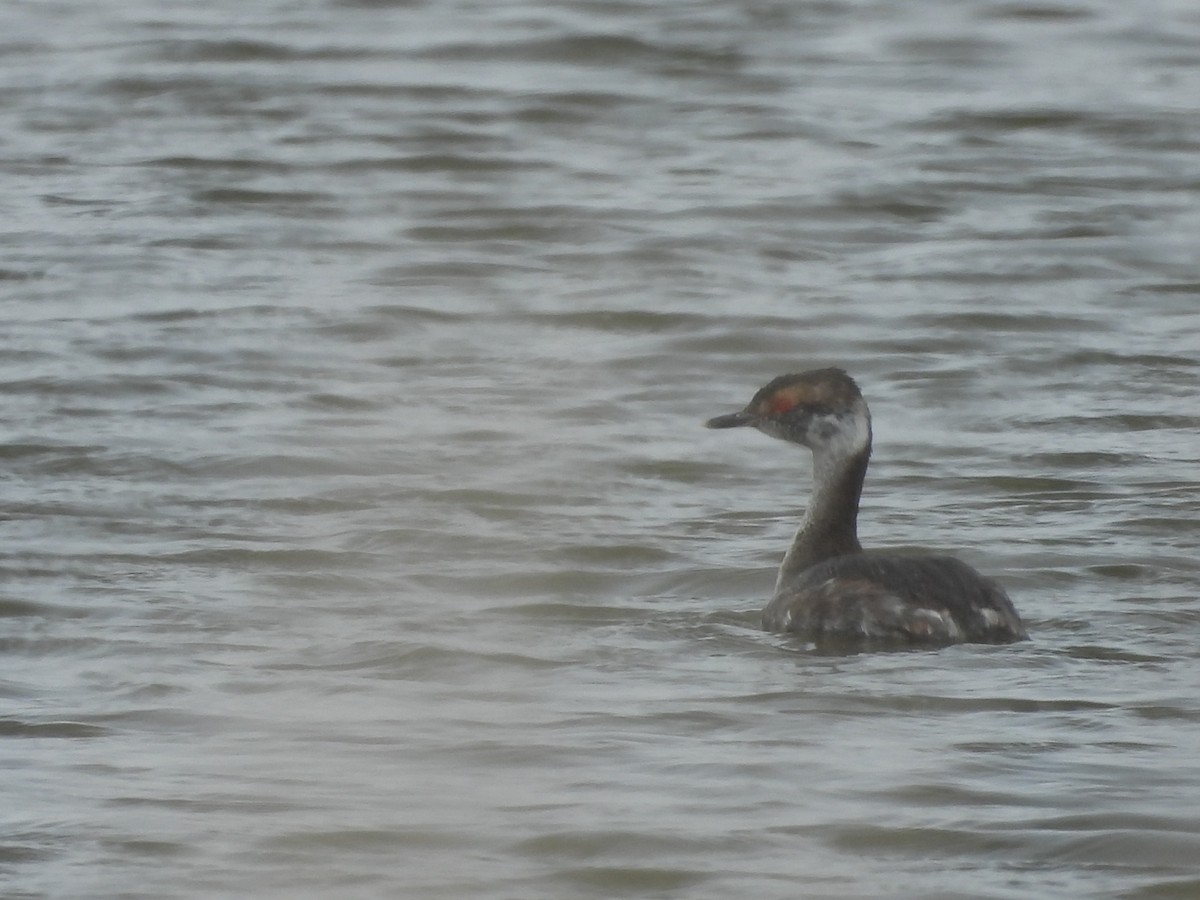 Horned Grebe - ML616446909