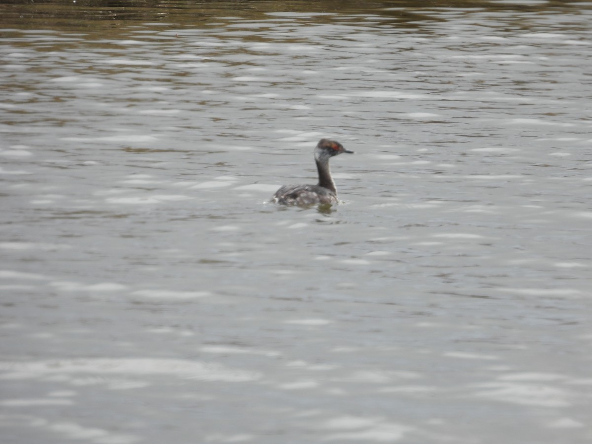 Horned Grebe - ML616446911