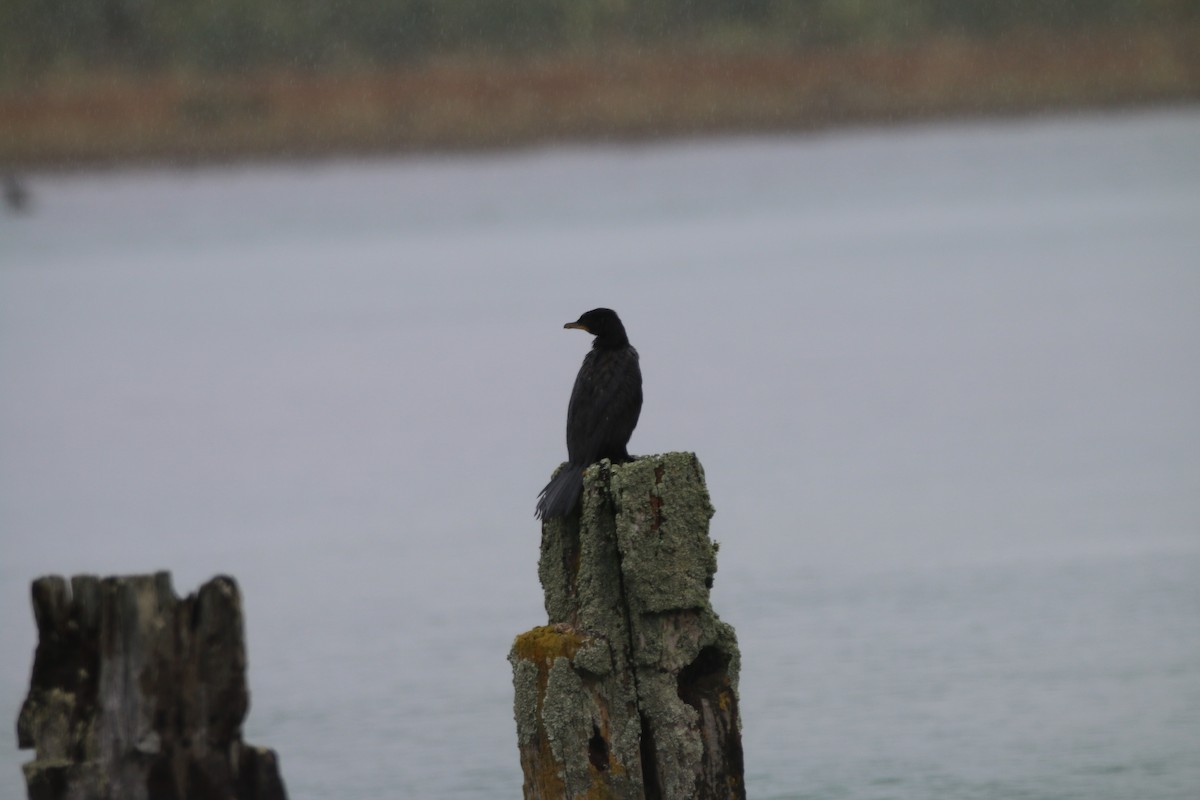 Little Black Cormorant - ML616446919