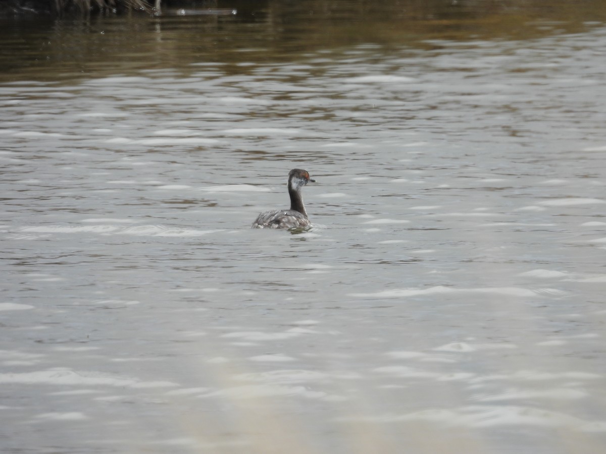 Horned Grebe - ML616446933