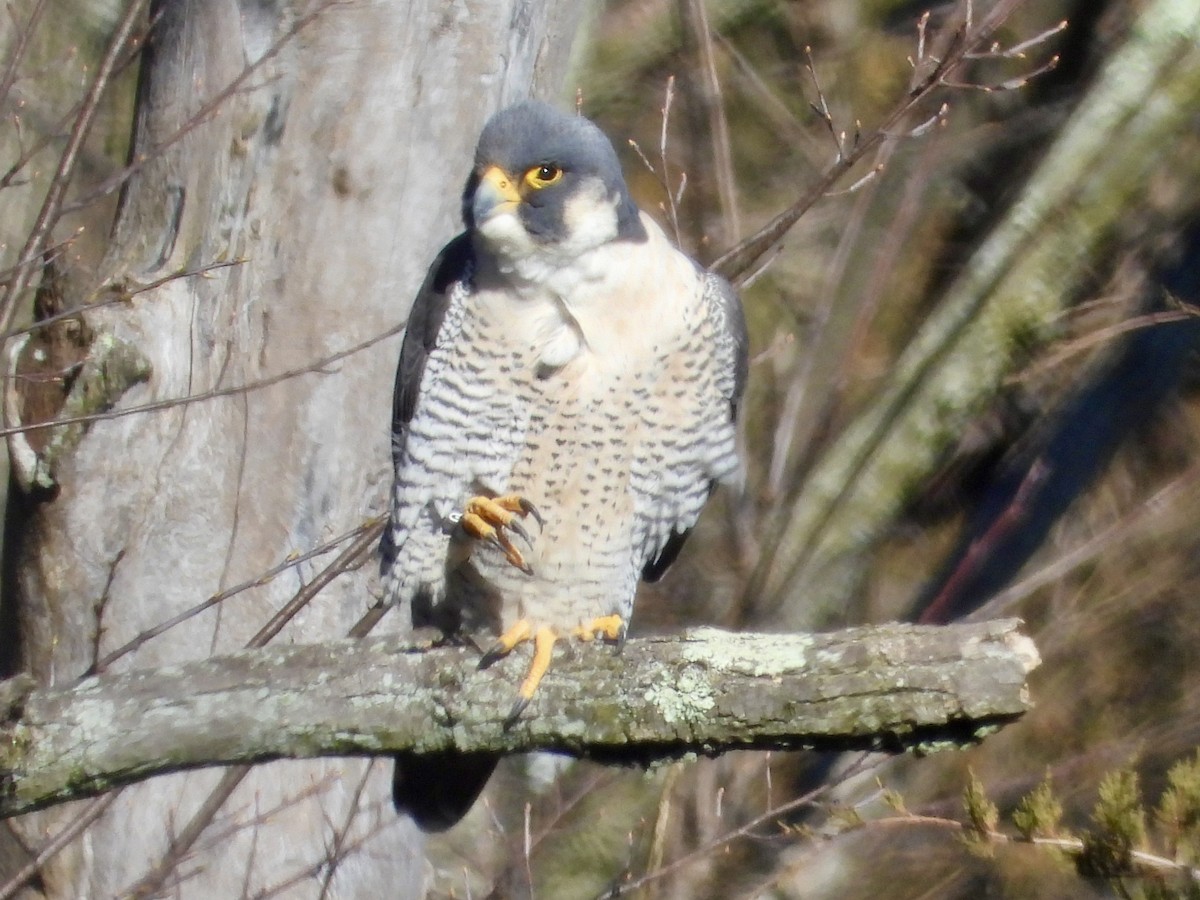 Peregrine Falcon - ML616446954