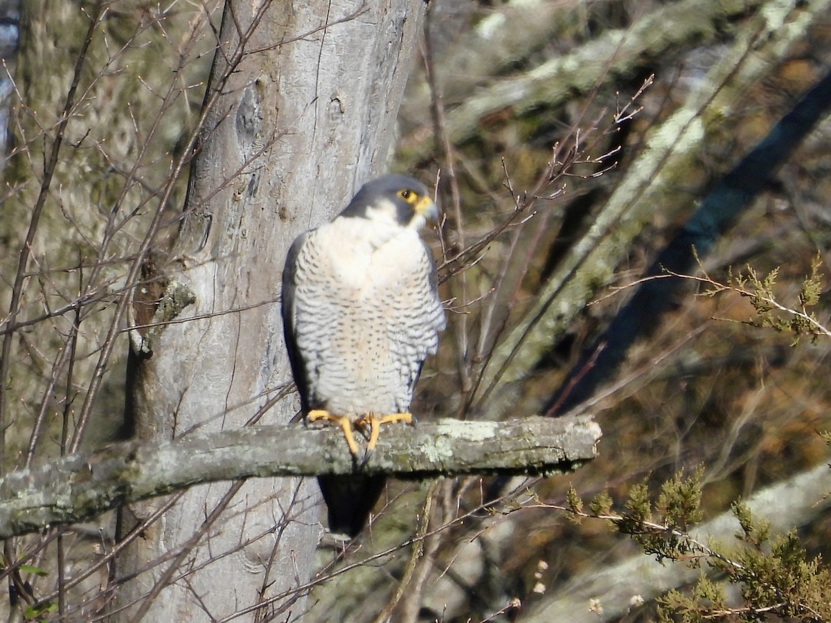 Peregrine Falcon - ML616446955