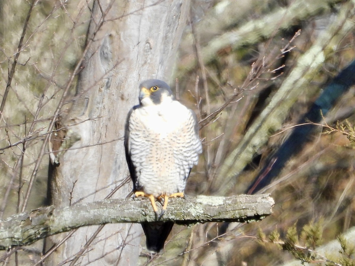 Peregrine Falcon - ML616446956