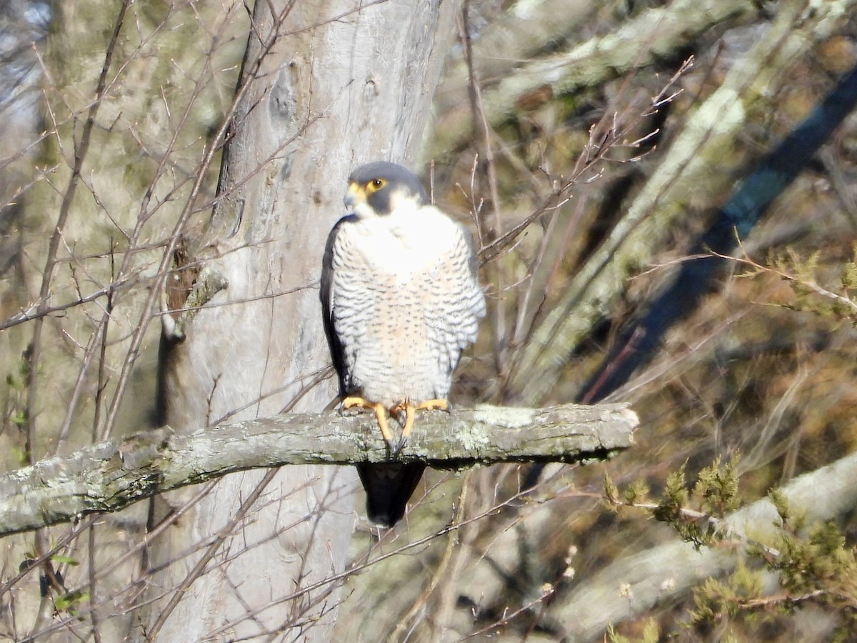 Peregrine Falcon - ML616446957