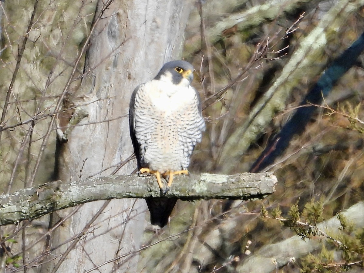 Peregrine Falcon - ML616446958