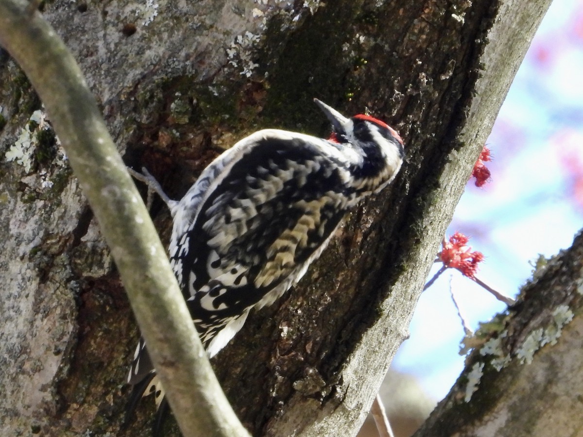 Yellow-bellied Sapsucker - Robin M