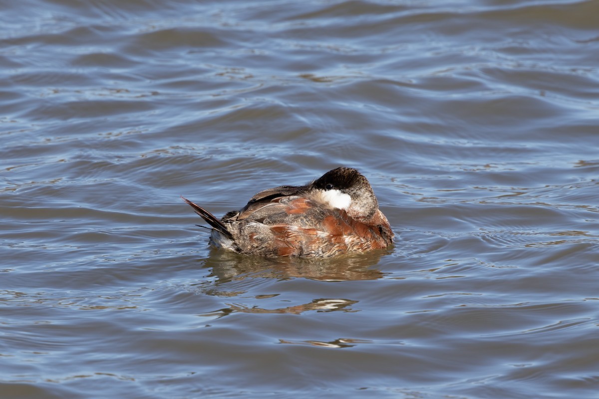 Ruddy Duck - Kalpesh Krishna