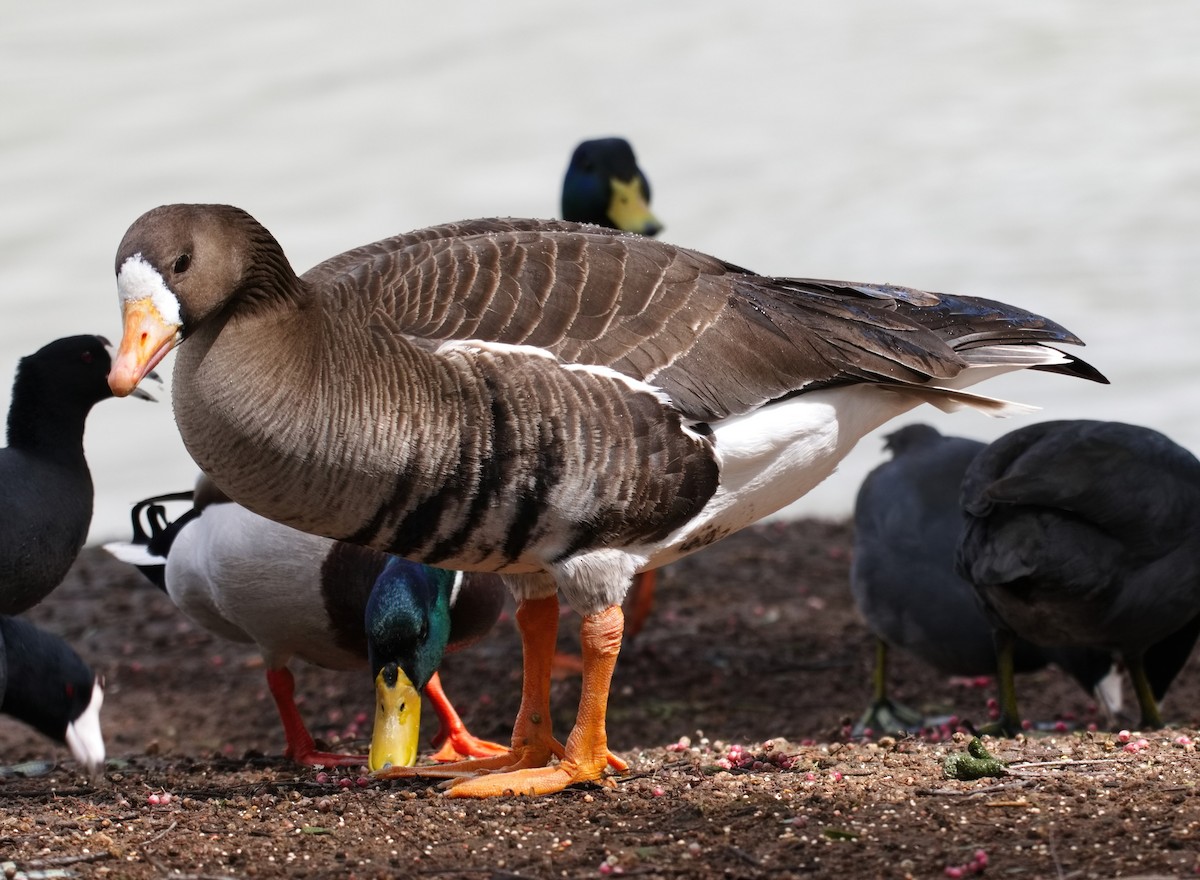 Greater White-fronted Goose - ML616447000