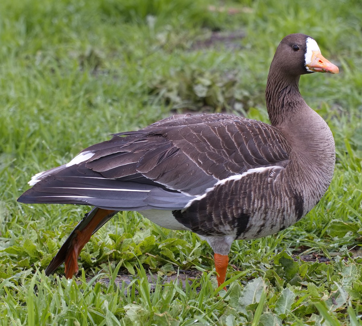 Greater White-fronted Goose - ML616447014