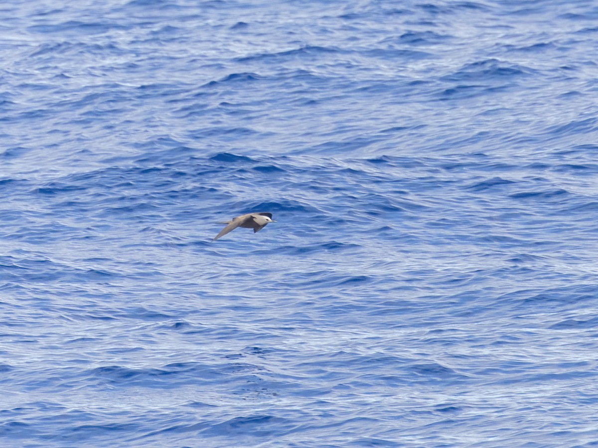 Brown Noddy - ML616447029