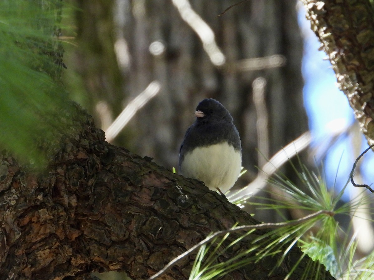 Dark-eyed Junco - ML616447042