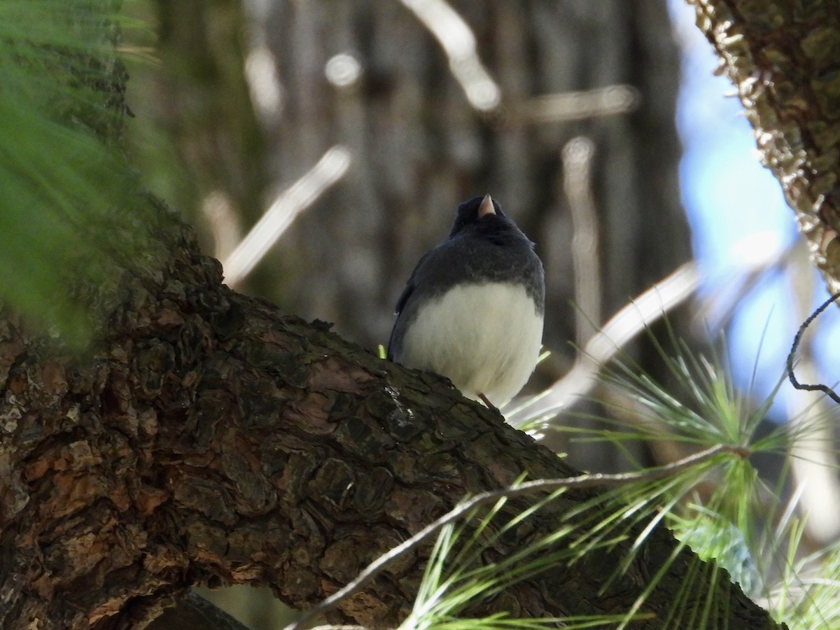 Dark-eyed Junco - ML616447043