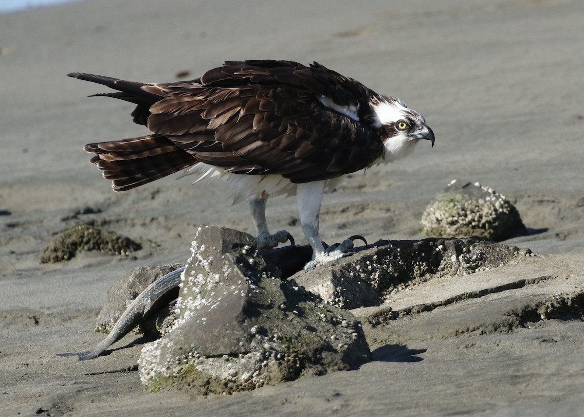 Osprey - Dean LaTray