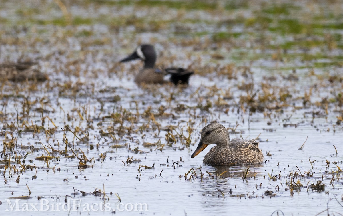 Canard chipeau - ML616447063