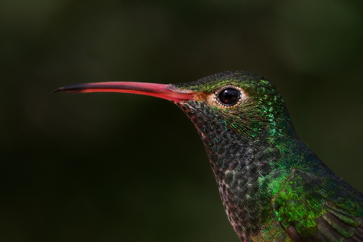 Buff-bellied Hummingbird - Emma Price